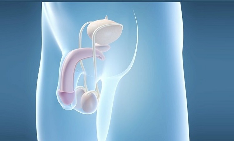 анатомия пениса перед лигаментотомией